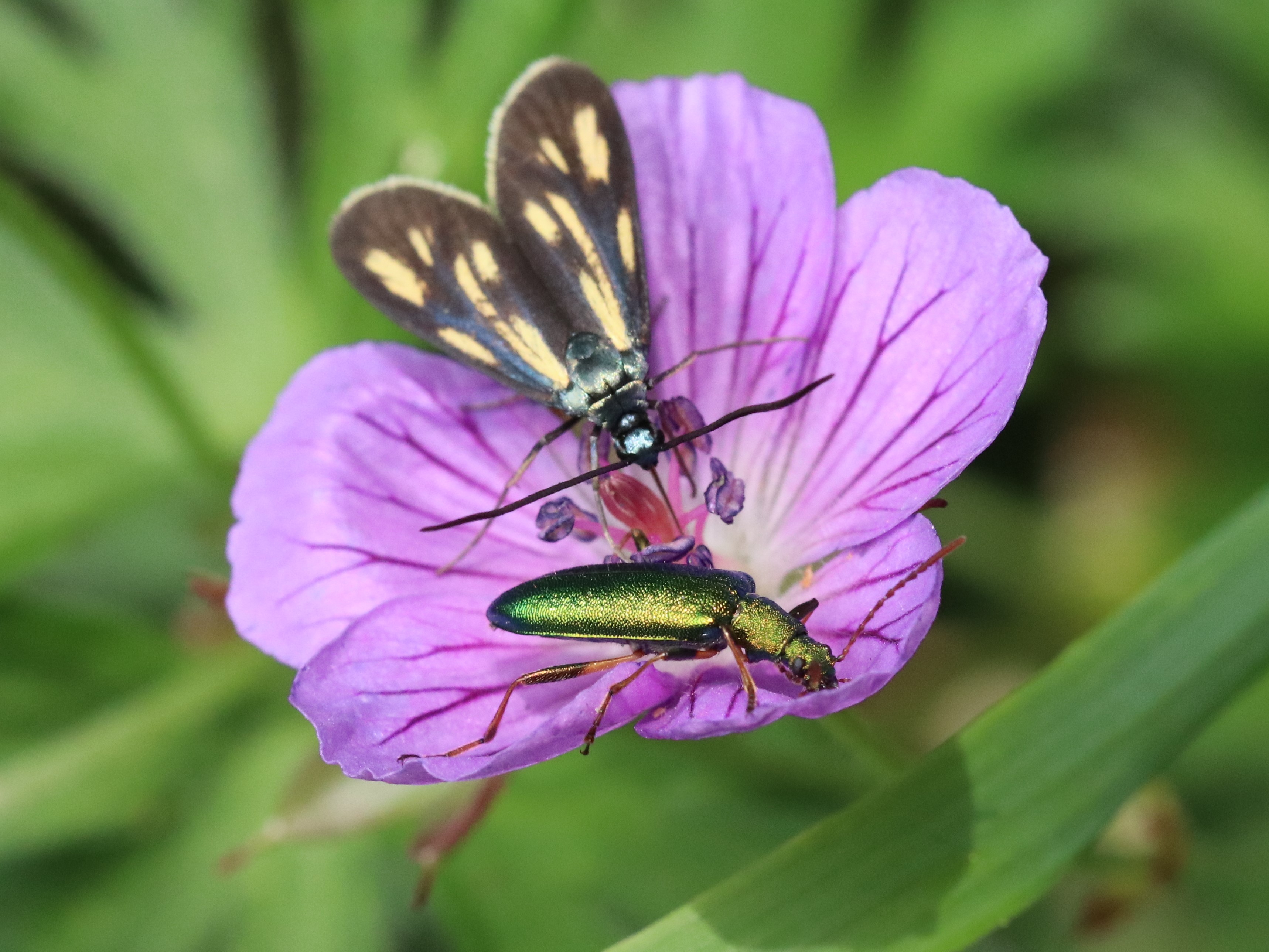 花とアオハムシダマシ